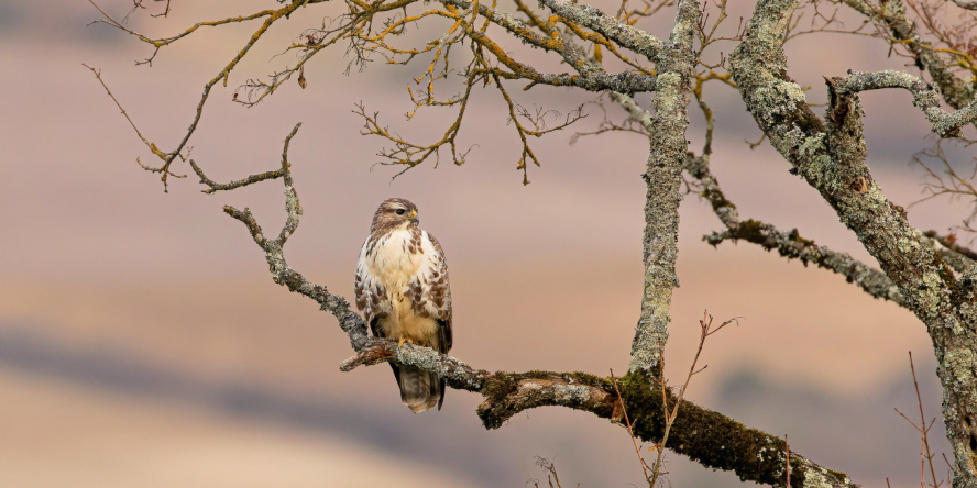 Buse variable (Buteo buteo) - © Françoise Touhe - FlickR